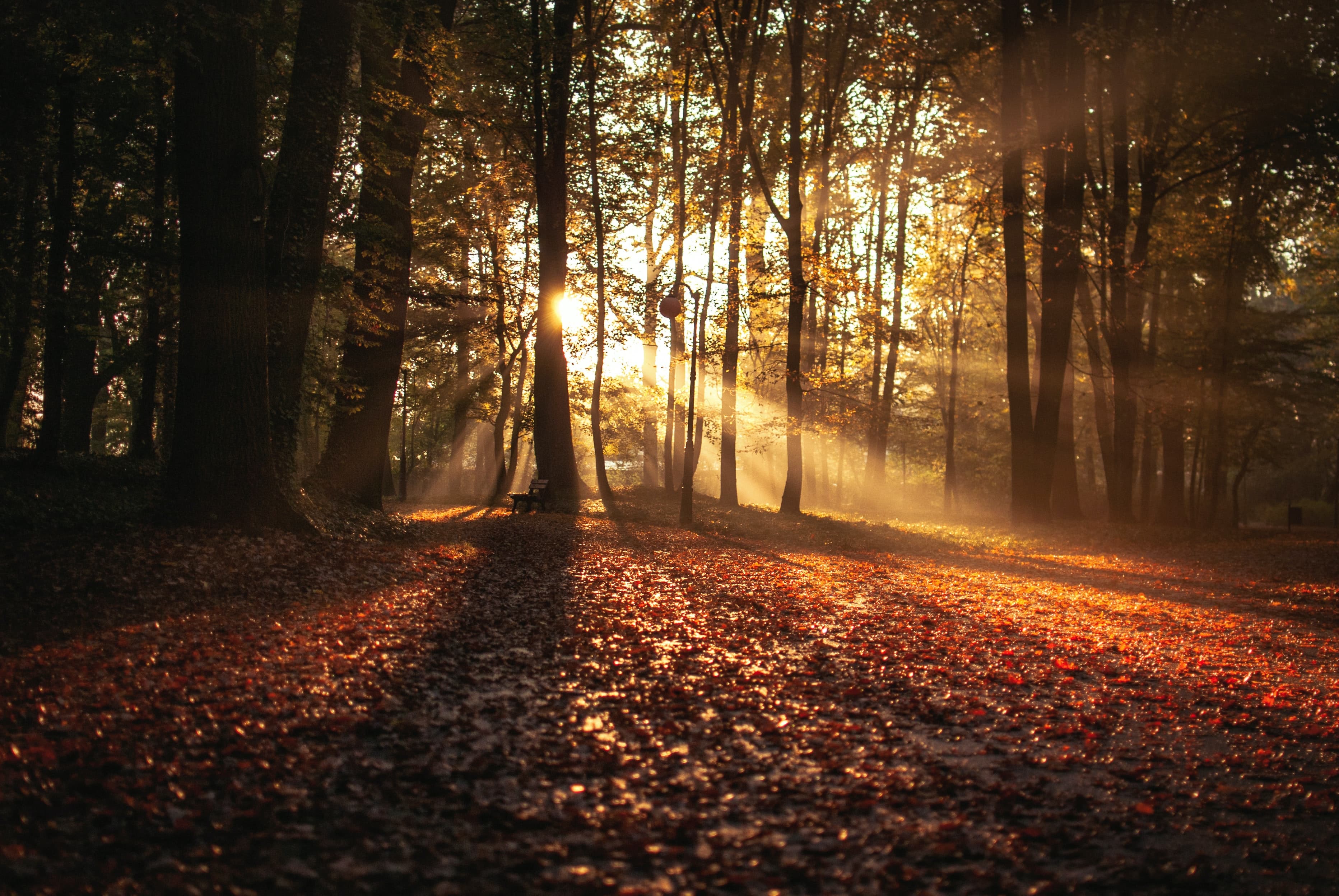 Herfstbos met gouden zonnestralen — Attlaw Legal Counsel